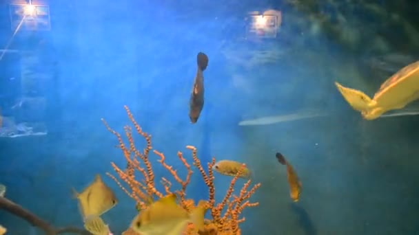 有鱼的水族馆 在动物园开枪射击 — 图库视频影像