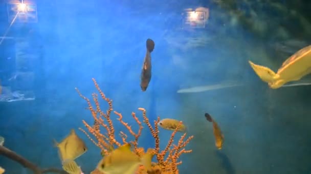 aquarium avec poissons. Tournage dans un zoo .