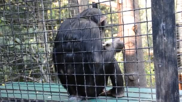 Chimpanzé Tournage Dans Zoo — Video