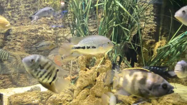 Aquarium Met Vissen Schieten Een Dierentuin — Stockvideo