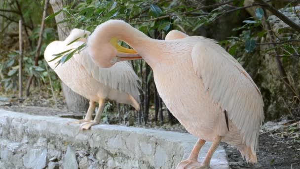 Pelikanrosa Schießerei Zoo — Stockvideo