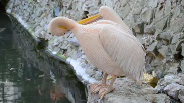 Pelikaan Roze Schieten Een Dierentuin — Stockvideo