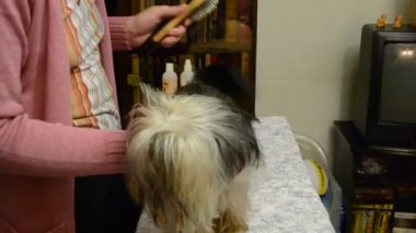 Yorkshire Teriyeri. Savaş süreci.