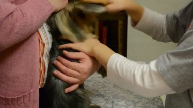 Yorkshire Teriyeri. Savaş süreci.