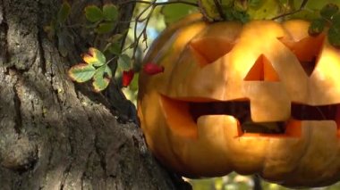 Cadılar bayramı balkabağı. Ormandaki bir ağaca ateş ediyorum..