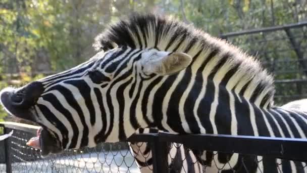 Zebra Girare Uno Zoo — Video Stock