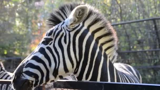 Zebra Hayvanat Bahçesinde Çekim — Stok video