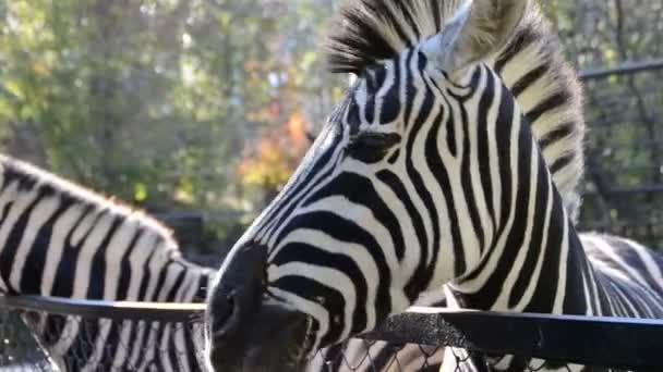 Зебра Постріли Зоопарку — стокове відео