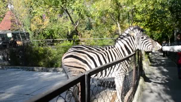 Zebra Tiro Zoológico — Vídeo de Stock