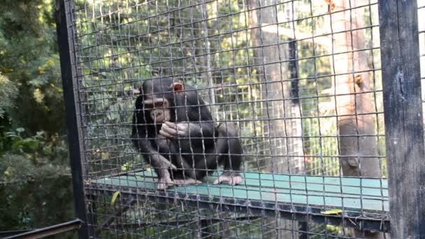 チンパンジーだ 動物園での銃撃 — ストック動画