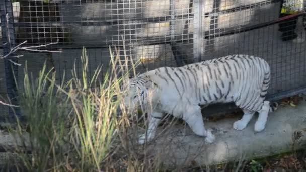 白い虎 動物園での銃撃 — ストック動画