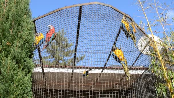 Parrots Shooting Zoo Fall — Stock Video