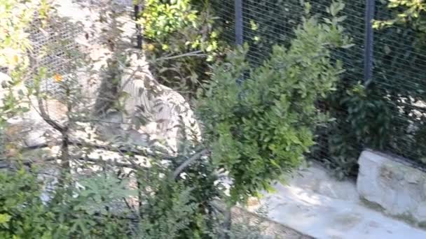 Tigre Bianca Sparatoria Allo Zoo Autunno — Video Stock