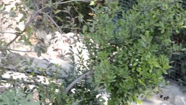 Biały Tygrys Strzelanina Zoo Jesienią — Wideo stockowe