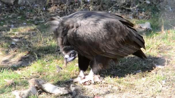 Sęp Czarny Europejski Aegypius Monachus Dziki Ptak — Wideo stockowe