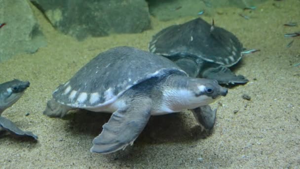 Sköldpadda Skjuta Zoo Höst — Stockvideo