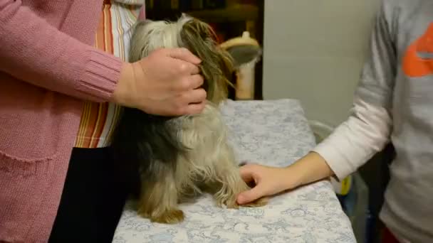 Yorkshire Terrier Proceso Peinado — Vídeos de Stock