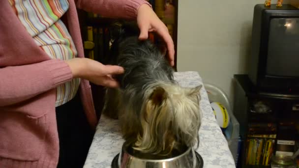 Yorkshire Terrier Kämmerei — Stockvideo