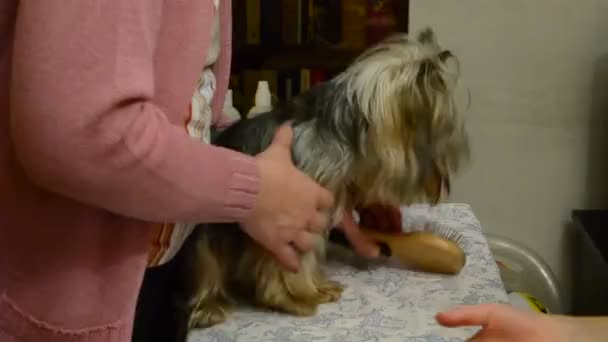 Yorkshire Terrier Proceso Peinado — Vídeos de Stock