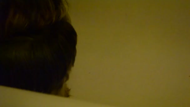 Yorkshire Terrier. Processus de baignade .