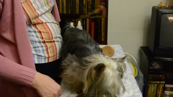 Yorkshire Terrier Proceso Peinado — Vídeos de Stock