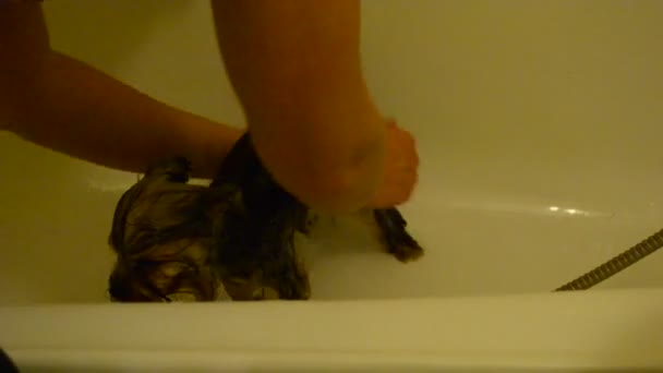 Yorkshire Terrier Bathing Process — Stock Video