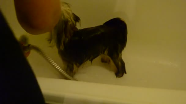 Yorkshire Terrier Proceso Baño — Vídeo de stock