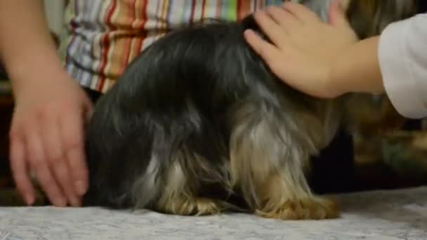 Yorkshire Terrier Processo Pentear — Vídeo de Stock