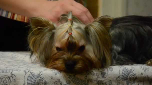 Yorkshire Terrier Proceso Peinado — Vídeo de stock