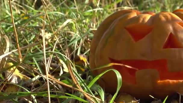 Spooky halloween pumpkin.Shooting en Octobre .