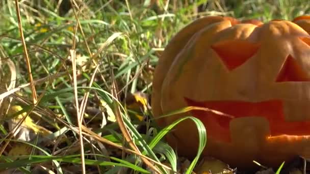 Gruseliger Halloween Kürbis Dreharbeiten Oktober — Stockvideo