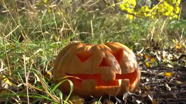 Gruseliger Halloween Kürbis Dreharbeiten Oktober — Stockvideo