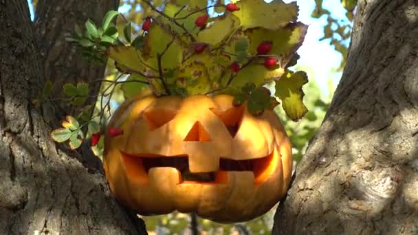 Gruseliger Halloween Kürbis Schießen Auf Einen Baum Wald — Stockvideo