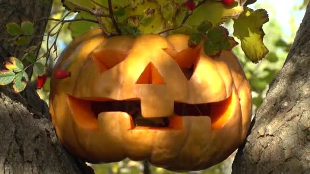 Straszna Dynia Halloween Strzelanie Drzewie Lesie — Wideo stockowe