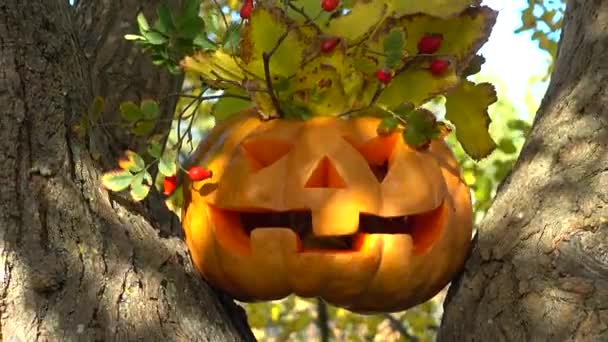 Kísérteties Halloween Tök Lövöldözés Egy Fán Erdőben — Stock videók