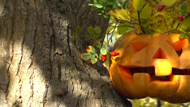 Abóbora Assustadora Dia Das Bruxas Tiro Uma Árvore Floresta — Vídeo de Stock