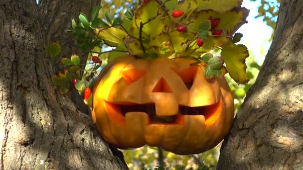 Espeluznante Calabaza Halloween Disparos Árbol Bosque — Vídeos de Stock