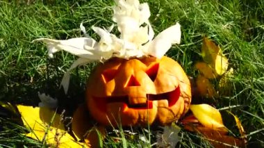 Cadılar bayramı balkabağı. Ekim 'de ötüyor..