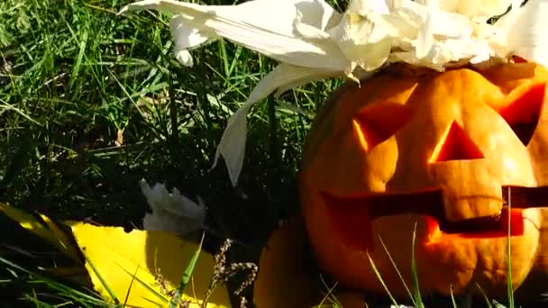 不気味なハロウィンのカボチャ 10月の撮影 — ストック動画