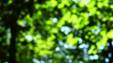 Güneş ışınları ağaçların yaprakları arasında.