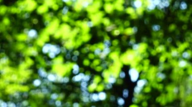 Güneş ışınları ağaçların yaprakları arasında.