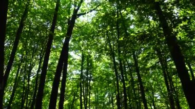 Yaz ormanında çekim..