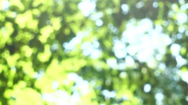 Güneş ışınları ağaç yapraklarının arasından geçiyor. Odaklanamıyorum.