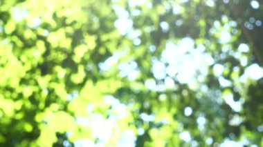 Güneş ışınları ağaç yapraklarının arasından geçiyor. Odaklanamıyorum.