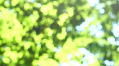 Güneş ışınları ağaç yapraklarının arasından geçiyor. Odaklanamıyorum.