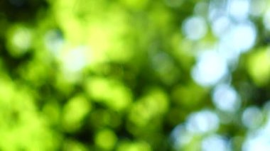 Güneş ışınları ağaç yapraklarının arasından geçiyor. Odaklanamıyorum.