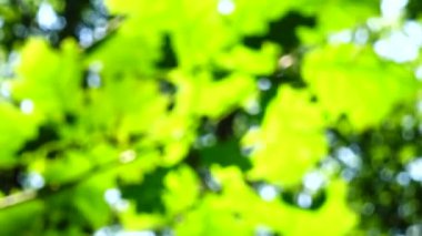 Güneş ışınları ağaç yapraklarının arasından geçiyor. Odaklanamıyorum.