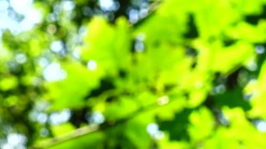 Güneş ışınları ağaç yapraklarının arasından geçiyor. Odaklanamıyorum.