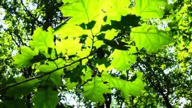 Güneş ışınları ağaçların yaprakları arasında.