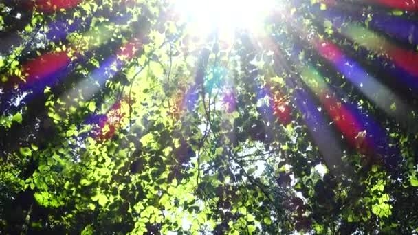 Луч Солнца Сквозь Листья Деревьев — стоковое видео